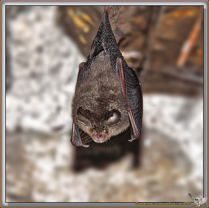 Petit Rhinolophe